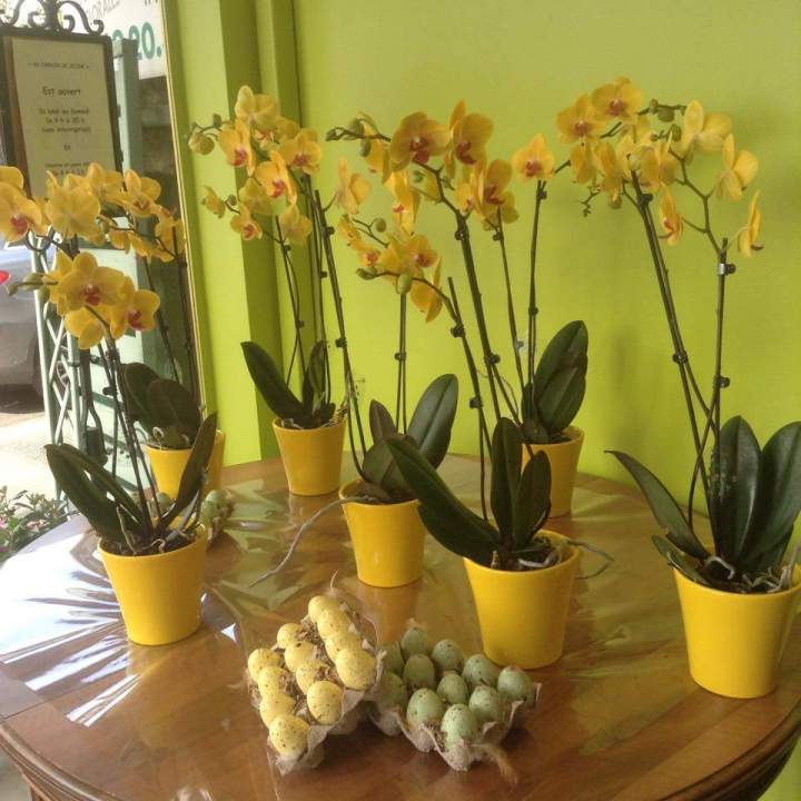 Pots d'orchidée Massy