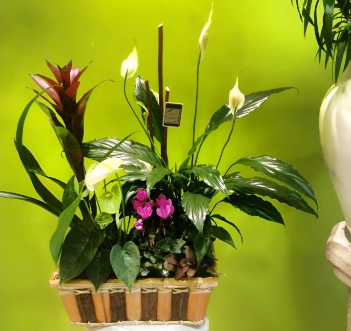 Cadeau floral pour anniversaire Massy